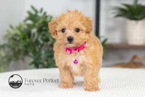 Cassie Female Maltipoo