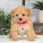 Cassie (2)