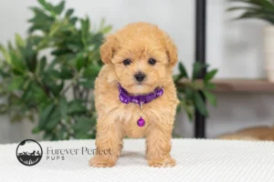 Cayla Female Maltipoo