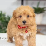 Chase | Ruby Maltipoo for sale