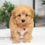 Chase | Ruby Maltipoo for sale