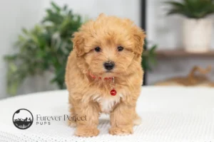 Chase Male Maltipoo