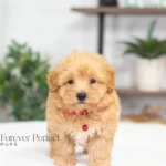 Chase | Ruby Maltipoo for sale
