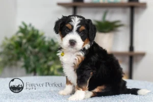 Daisy