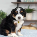 Daisy (3)