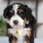 Daisy (8)