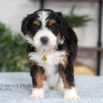 Daisy (9)
