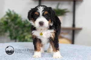 Daisy Female F1 Bernedoodle