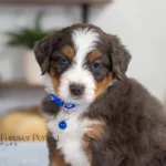 Dallas | Blue Merle & Tan F1 Bernedoodle for sale