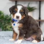 Dallas | Blue Merle & Tan F1 Bernedoodle for sale