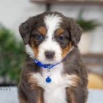 Dallas | Blue Merle & Tan F1 Bernedoodle for sale