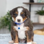 Dallas | Blue Merle & Tan F1 Bernedoodle for sale