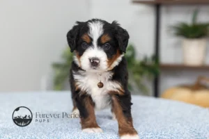 Dana Female F1 Bernedoodle