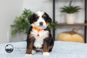 Daphne Female F1 Bernedoodle