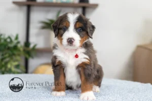 Darian Male F1 Bernedoodle