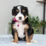 Debbie | Tri F1 Bernedoodle for sale