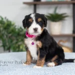 Debbie | Tri F1 Bernedoodle for sale