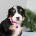 Debbie | Tri F1 Bernedoodle for sale