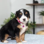 Debbie | Tri F1 Bernedoodle for sale
