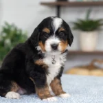 Destiny | Tri F1 Bernedoodle for sale
