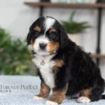Destiny | Tri F1 Bernedoodle for sale