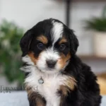 Destiny | Tri F1 Bernedoodle for sale