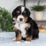 Destiny | Tri F1 Bernedoodle for sale