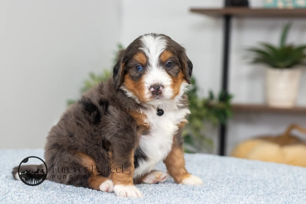 Dodger (3)