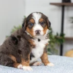 Dodger | Blue Merle & Tan F1 Bernedoodle for sale