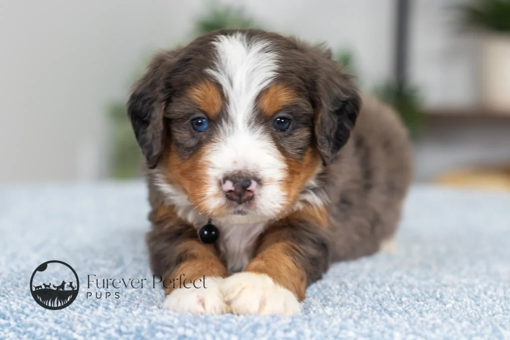 Dodger (5)