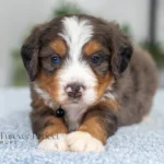Dodger | Blue Merle & Tan F1 Bernedoodle for sale