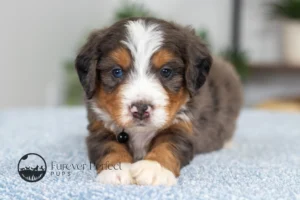 Dodger (5)