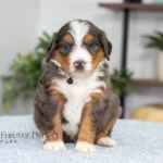 Dodger | Blue Merle & Tan F1 Bernedoodle for sale