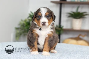 Dodger (6)