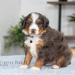 Dodger | Blue Merle & Tan F1 Bernedoodle for sale
