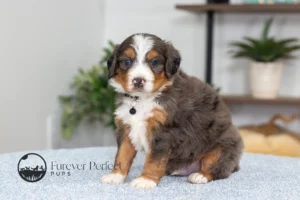 Dodger (7)