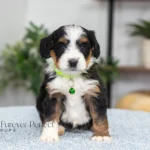 Dora | Tri F1 Bernedoodle for sale