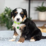 Dora | Tri F1 Bernedoodle for sale