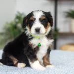 Dora | Tri F1 Bernedoodle for sale