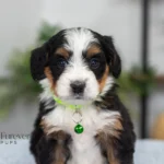 Dora | Tri F1 Bernedoodle for sale