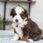 Dottie | Blue Merle & Tan F1 Bernedoodle for sale