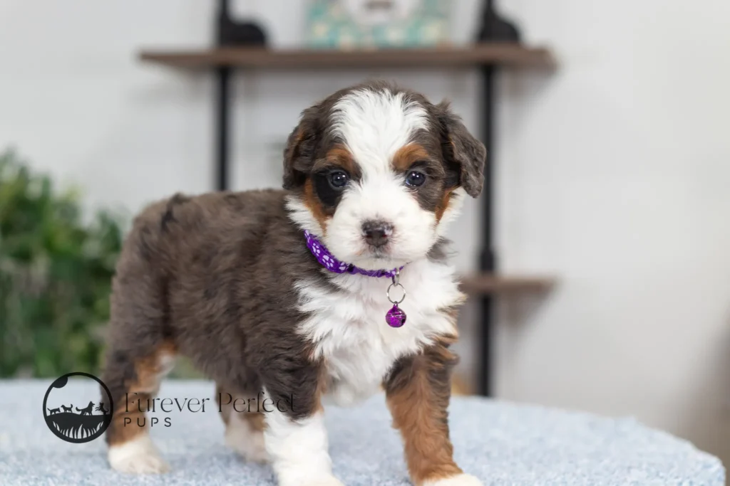 Dottie (12)