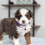 Dottie | Blue Merle & Tan F1 Bernedoodle for sale