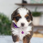 Dottie | Blue Merle & Tan F1 Bernedoodle for sale