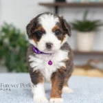Dottie | Blue Merle & Tan F1 Bernedoodle for sale